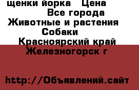 щенки йорка › Цена ­ 15 000 - Все города Животные и растения » Собаки   . Красноярский край,Железногорск г.